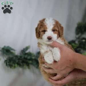 Dash, Mini Bernedoodle Puppy